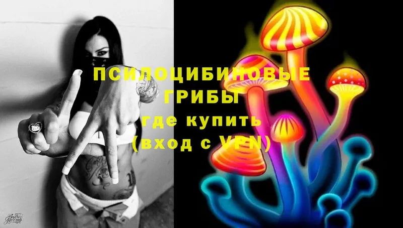 Псилоцибиновые грибы Psilocybine cubensis  Краснозаводск 